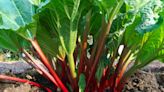 How to Grow Rhubarb