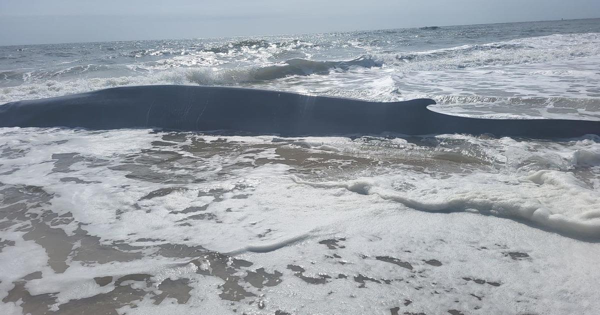 Whale washes up along beach in Delaware near Indian River Inlet