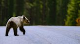 Bear-tracking study celebrates citizen science in Alberta's grizzly country