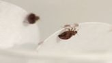 Healthwatch: Everything you need to know about bedbugs