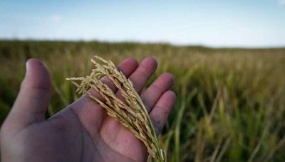 STF rejeita pedido de suspensão de leilão do arroz