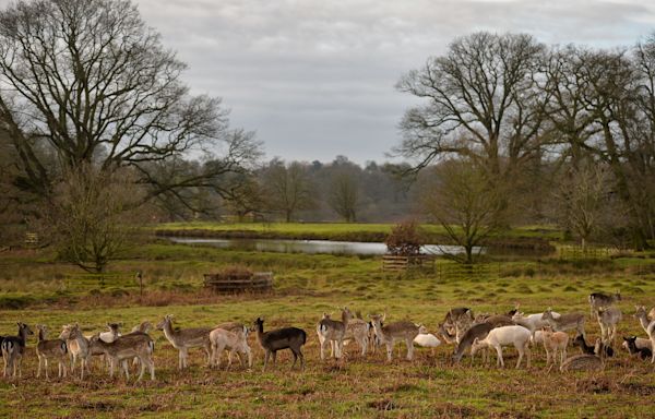 Park which inspired Sir David Attenborough becomes national nature reserve