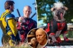 UK’s ‘ugliest dog’ becomes Hollywood royalty — starring in ‘Deadpool & Wolverine’