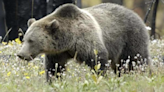 Local man fatally shoots grizzly bear in self-defense