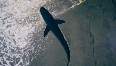 Es una curiosa especie de tiburón que habita las aguas de Brasil y ha dado positivo en cocaína