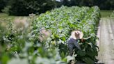Lured by high pay in NC, many migrant farmworkers end up exploited | Opinion