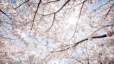 High Park's cherry blossoms are in peak bloom
