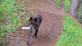 Bones, antlers, twigs? Video shows wolves trot through Yellowstone with their own toys