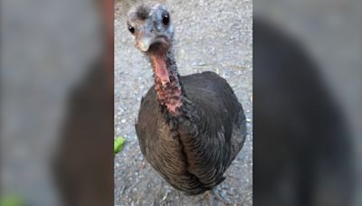 Surprise wild turkey spotted in Alberta's Peter Lougheed Provincial Park