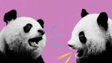 Let’s argue about the giant pandas
