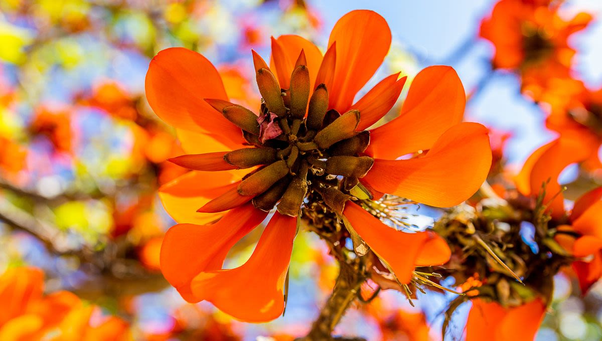 Botanists Vote To Remove Racist Reference From Plants’ Scientific Names For First Time