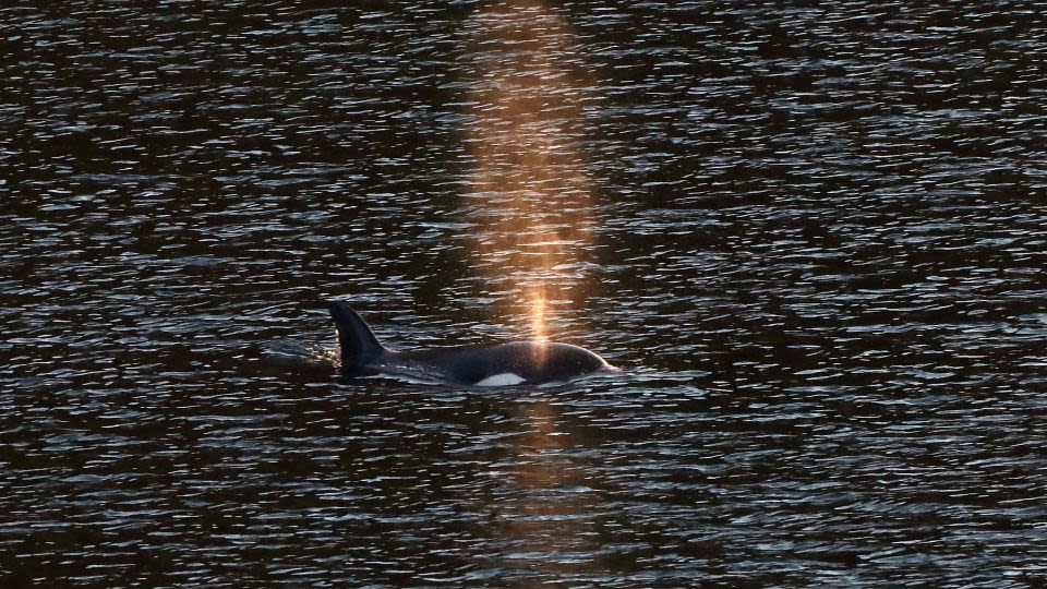 Orca calf stranded in British Columbia lagoon for more than a month swims out on her own