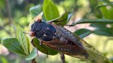 Billions of cicadas are emerging in Alabama. When will they go away?