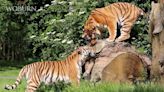 RAW VIDEO: Tiger Tinder! Amur Tigers Meet For First Date At Woburn Safari Park