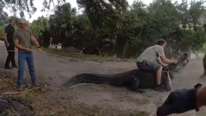 VIDEO: Florida trappers capture ‘absolute dinosaur’ walking along path kids take to school