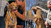 Golden Retriever Beloved for Cheering on the Boston Marathon Gets Statue Near His Favorite Spot on the Route