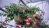 Answers to the most-asked gardening questions about hanging baskets, hot spots in the yard