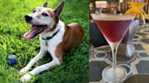 Sip a cocktail and help pups during the ‘Dog Days of Summer'