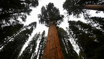 World's Largest Tree Passes Health Test, Even as California's Giant Sequoias Face Growing Climate Threats | KQED