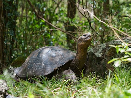 En Galápagos se usan drones, inteligencia artificial, millones de dólares y a Leonardo DiCaprio para restaurar isla Floreana