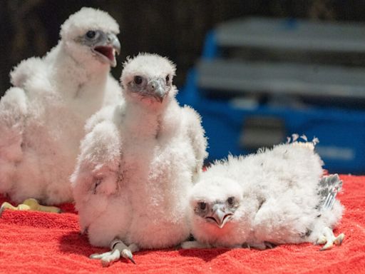 New ‘lofty’ names for trio of peregrine falcon chicks at Nebraska Capitol
