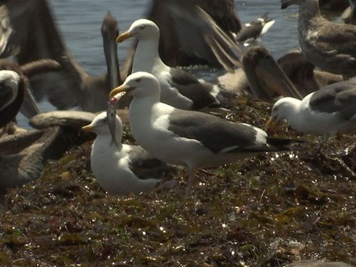 Hundreds of fish found dead on Santa Barbara shoreline Friday