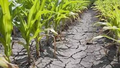 Climate change impact on agriculture: 109 dists categorized as ‘very highly’, 201 ‘highly’ vulnerable - ET Government