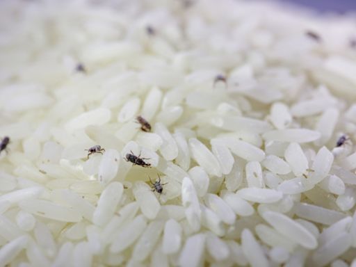 米蟲20天就繁衍後代 廠商教1招保存白米 不再長蟲 - 生活
