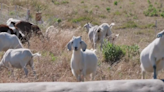 Grazing goats hard at work across Sacramento area as fire season approaches