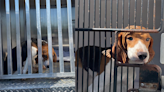 Lexington Humane Society takes in 15 beagles rescued from Virginia mass breeding facility