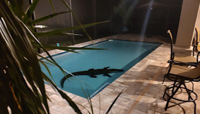 'Latiu ferozmente': Cachorro faz casal encontrar jacaré de três metros em piscina de casa na Flórida; veja vídeo