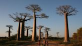 Finally, an answer to a mystery surrounding these 1,000-year-old trees