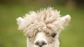 Alpacas found to be the only mammal to directly inseminate the uterus