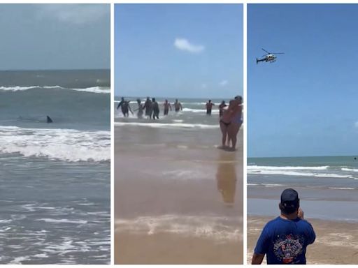 Temporada de Tiburones en Texas: videos registran cuádruple ataque en South Padre Island y causan preocupación