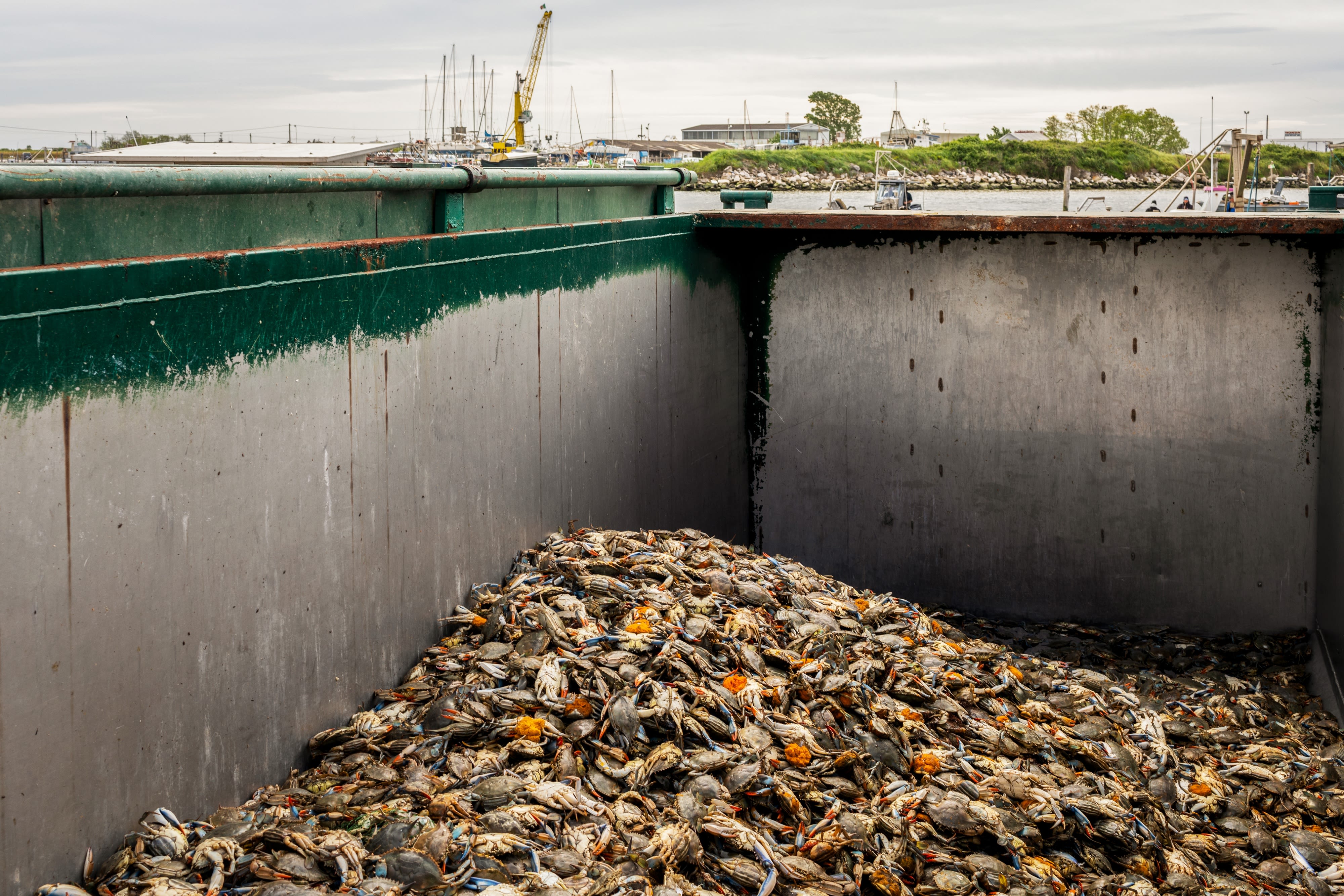 Blue crab invasion upends Italy’s culinary traditions and ecology