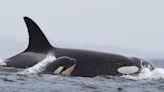 Orcas sank a third boat. Scientists think these 'brutal' attacks may be trauma-driven.