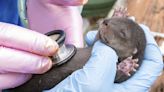 Nacen tres crías de nutria de río de América del Norte en el Zoo de Miami