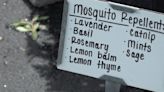 Ways to cut down on mosquito breeding in your yard