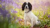 British sniffer dog who found bodies given national award after death