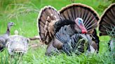 Minnesota's spring turkey kill tops harvest record from 2020 with two seasons still remaining - Outdoor News