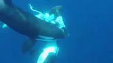 Killer whales feast on live hammerhead shark