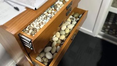 More than 3000 endangered birds eggs got seized during raid in Tasmania