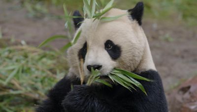 Fuzzy, tumbling panda diplomats make public debut at San Diego Zoo