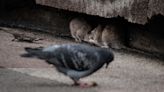 Paris races to control its rat population ahead of 2024 Olympics
