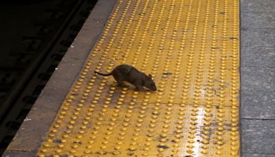 NYC issues warning of infectious disease spread by rat urine after record year of reported cases