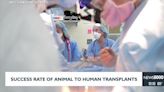 Success rates for animal to human organ transplants