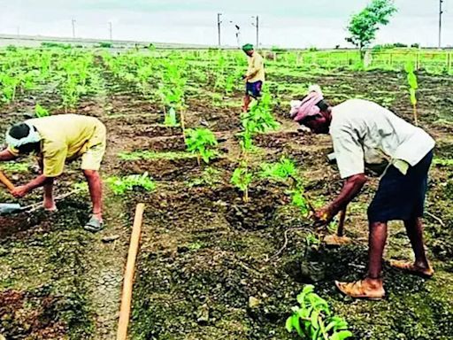 North Karnataka's Second Miyawaki Forest to be Established in Hubballi | Hubballi News - Times of India