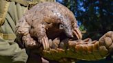 A pangolin caretaker's joyous daily routine: "They are so handsome!"