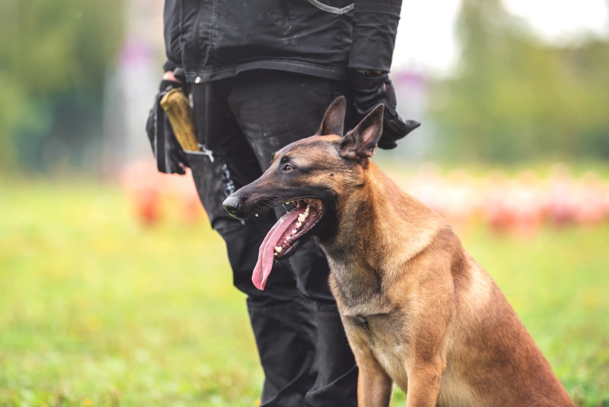 Las Vegas 'Blood Donor Dogs' Save the Life of Beloved Police K9