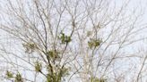 Mistletoe more than just a holiday decoration for kissing under